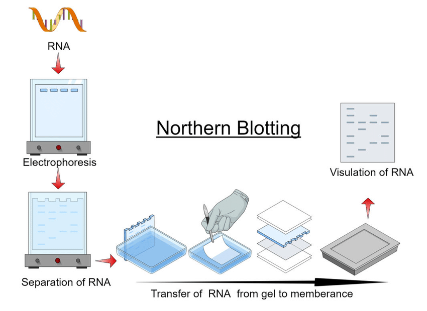 northern blot紫外光交聯時間