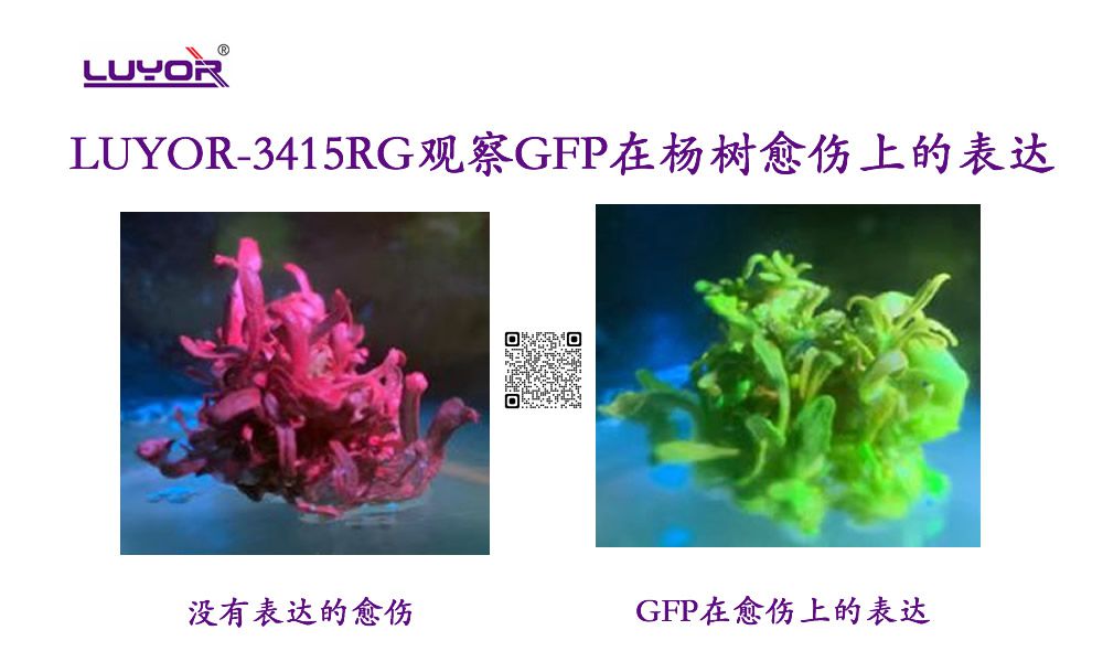 激發光源觀察GFP在楊樹愈傷上的表達